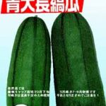 青縞瓜 | 市川種苗店【公式オンラインショップ】