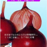 甲高赤玉葱 1000本　専用 甲高赤玉葱 1000本 専用 国華園オンラインショップ / （送料無料